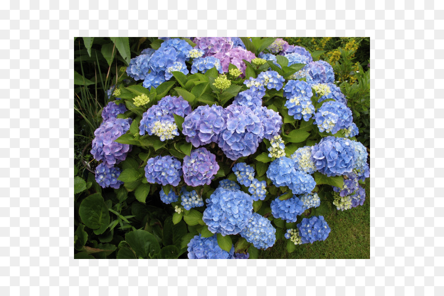 Perancis Hydrangea，Halus Hydrangea PNG