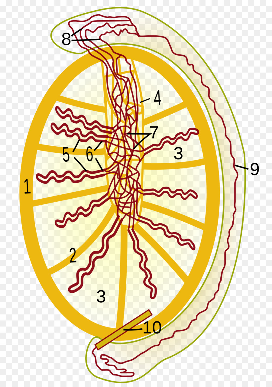 Rete Testis，Testis PNG