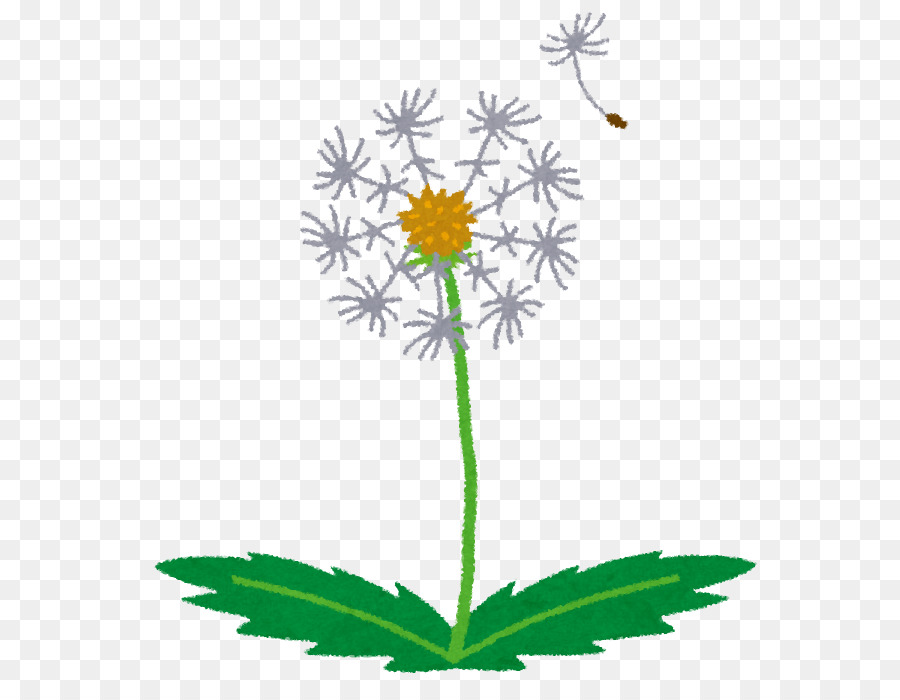 Anak，Dandelion PNG