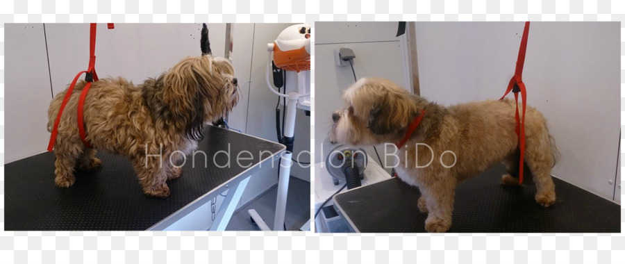 Norfolk Terrier，Softcoated Gandum Terrier PNG