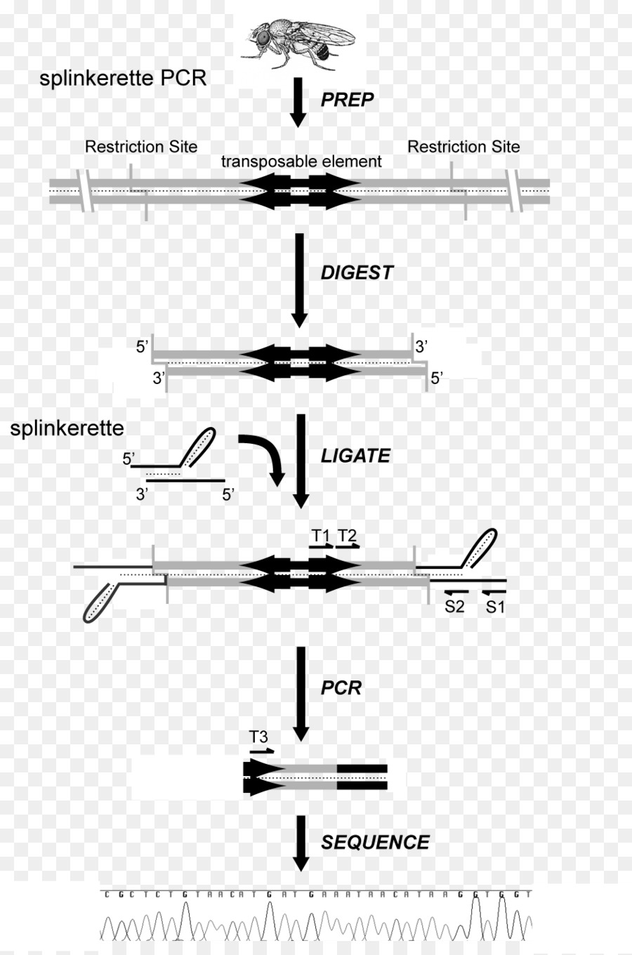 Invers Polymerase Chain Reaction，Elemen Transposabel PNG