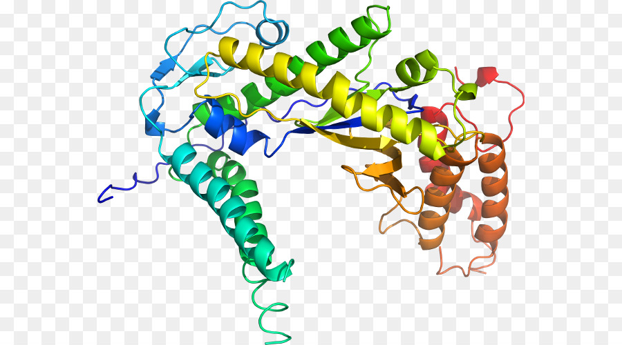 Struktur Protein，Biologi PNG