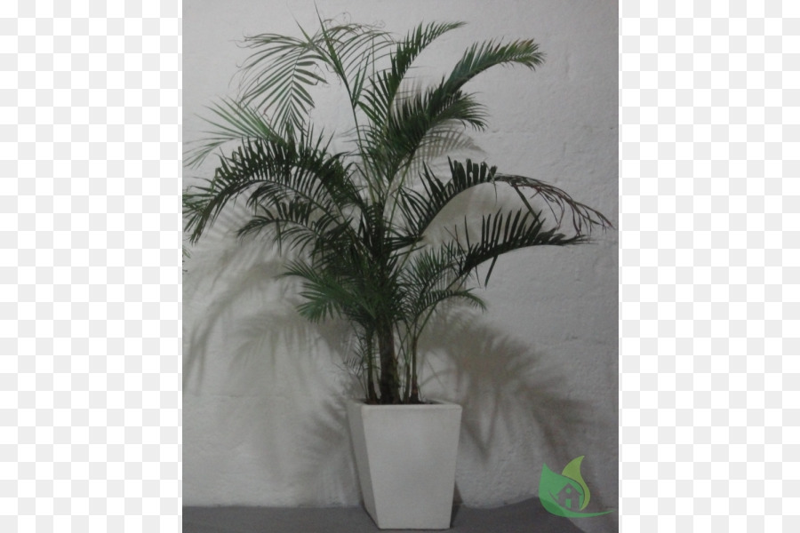 Asia Palmyra Palm，Pot Bunga PNG