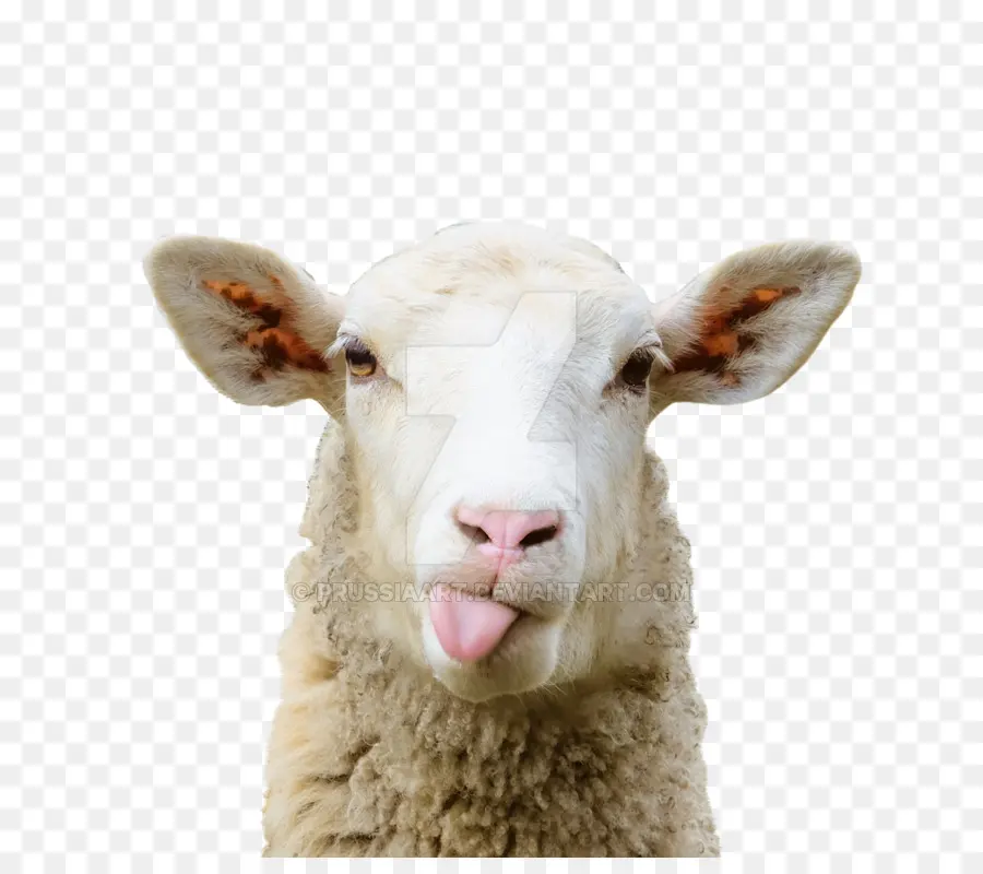 Domba，Chimera Sheepgoat PNG