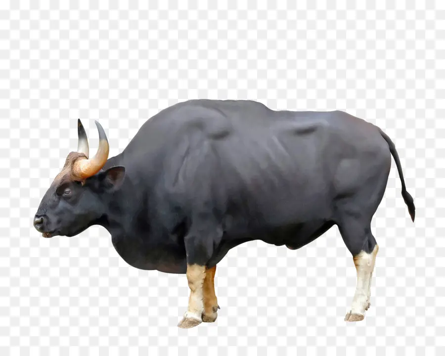 Banteng Hitam，Ternak PNG