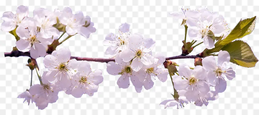 Sakura，Blossom PNG