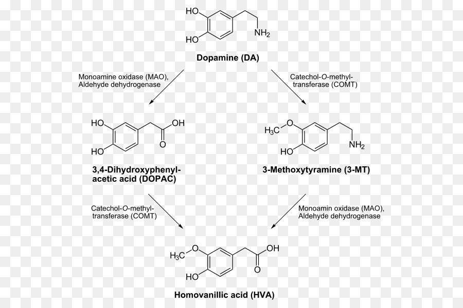 Dopamin，Transporter Dopamin PNG
