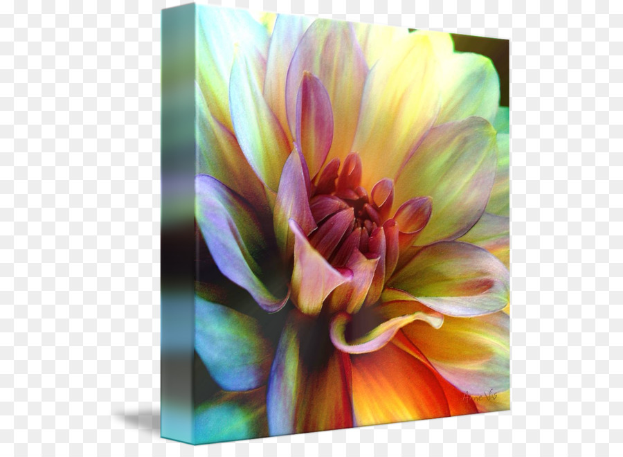 Dahlia，Galeri Bungkus PNG