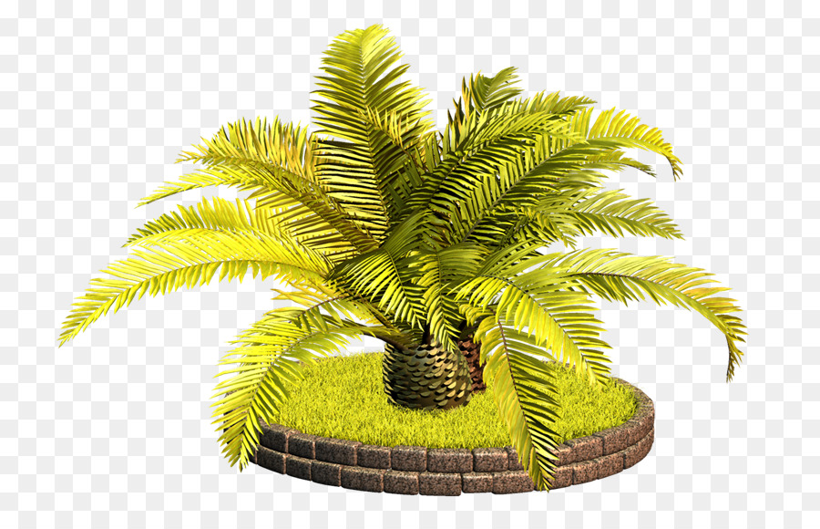 Blog，Arecaceae PNG