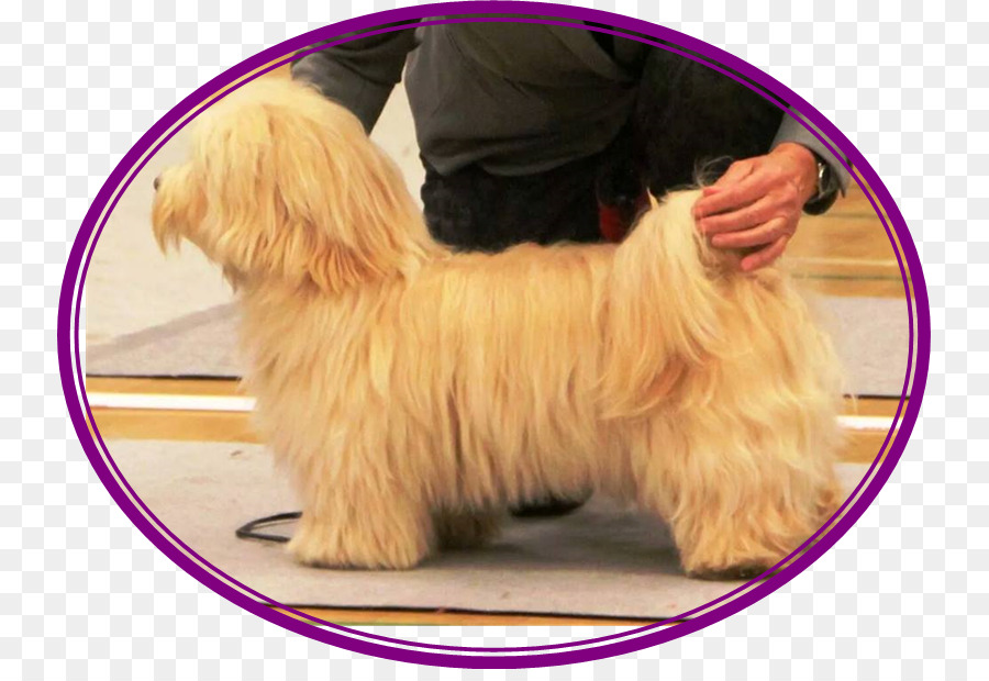 Norfolk Terrier，Anjing Havanese Menarik PNG