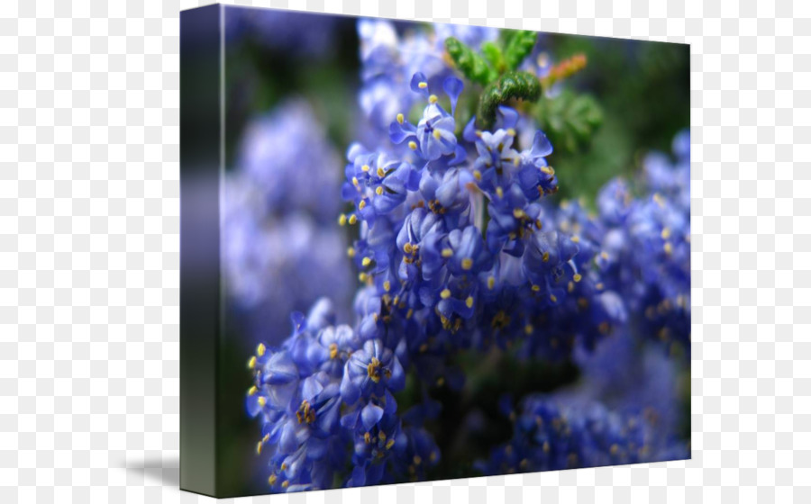 Lavender Inggris，Larkspur PNG