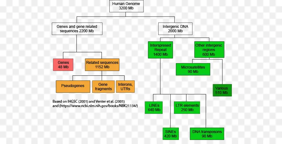 Diagram Genom Manusia，Genetika PNG