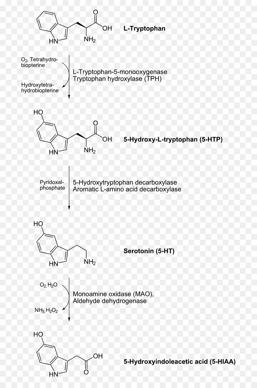 Aromatik Lamino Acid Decarboxylase，Dekarboksilasi PNG