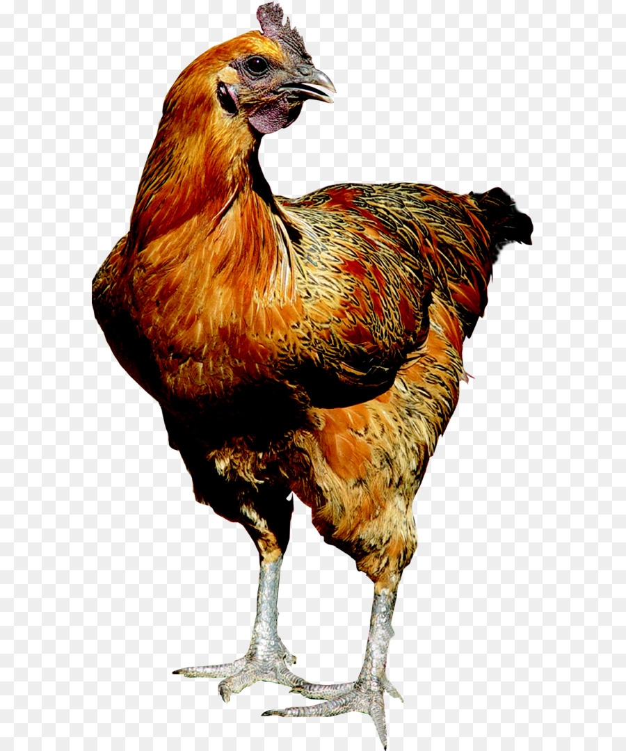 Ayam，Tau Vang Ayam PNG