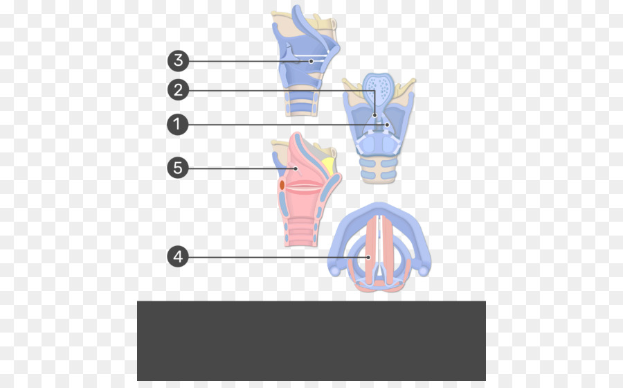 Diagram Laring，Tenggorokan PNG