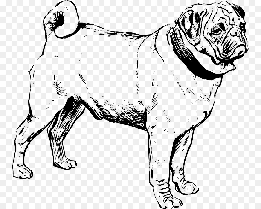 Pug，Puggle PNG