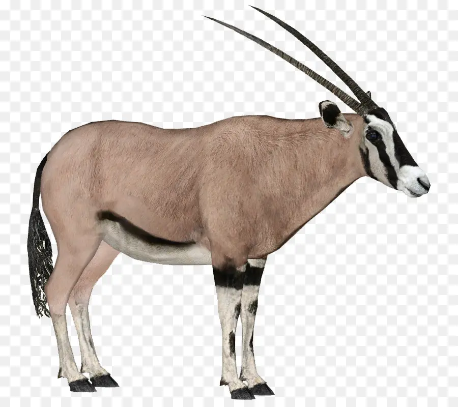 Gemsbok，Afrika Timur Oryx PNG