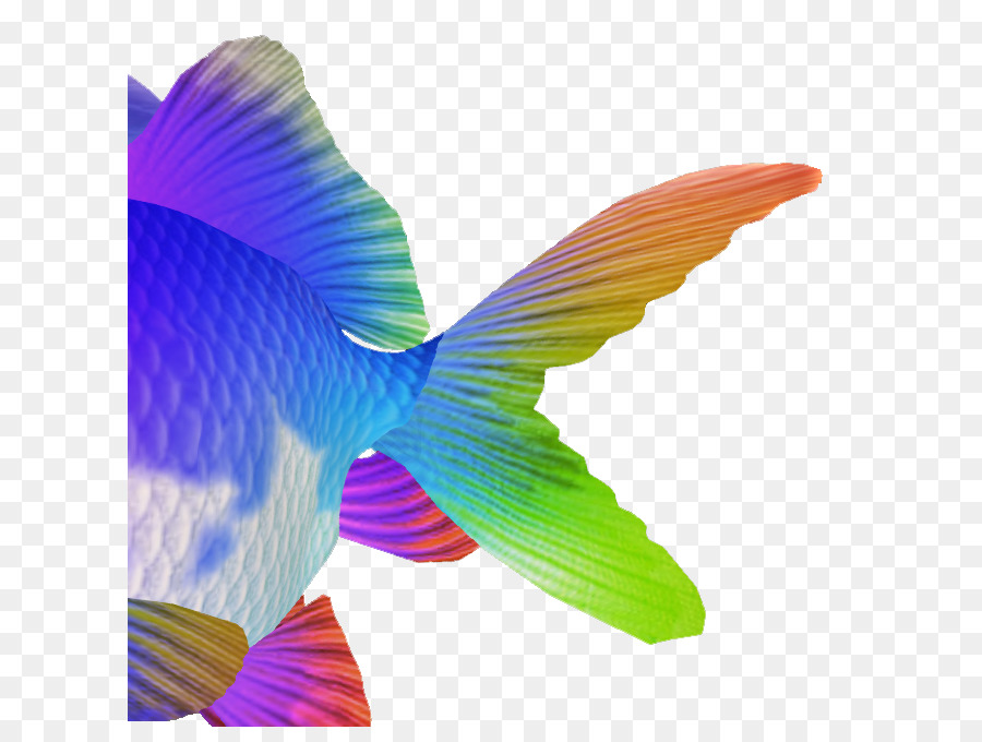 Ikan Mas，Hummingbird M PNG