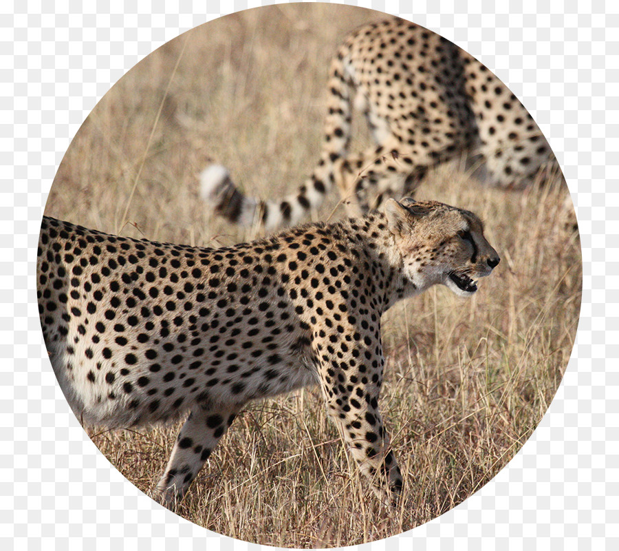 Sepatu Cheetah，Taman Nasional Kruger PNG