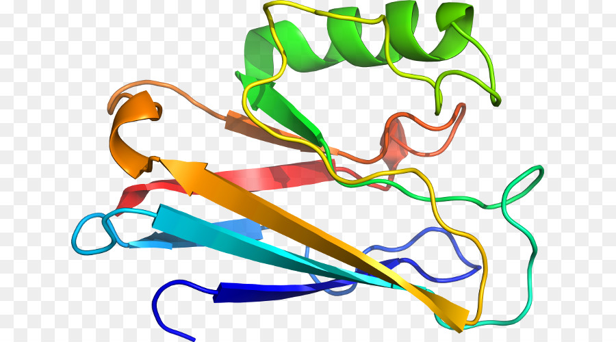 Struktur Protein，Biologi PNG