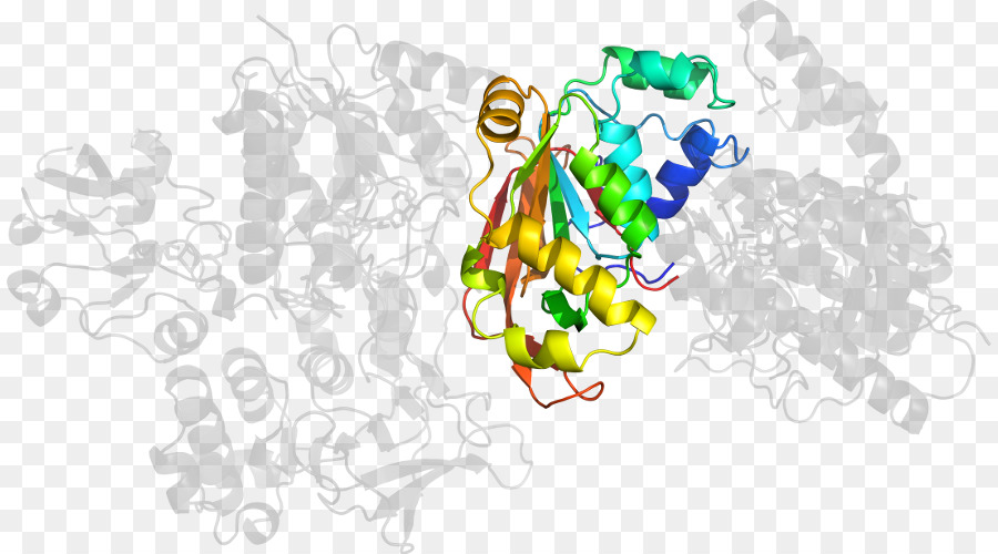 Struktur Protein，Molekul PNG