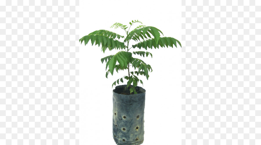 Arecaceae，Pot Bunga PNG