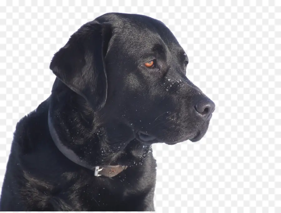 Anjing Hitam，Labrador PNG