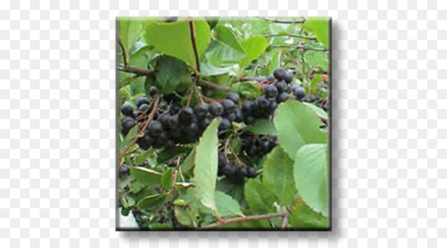 Aronia Melanocarpa，Semak Duri PNG