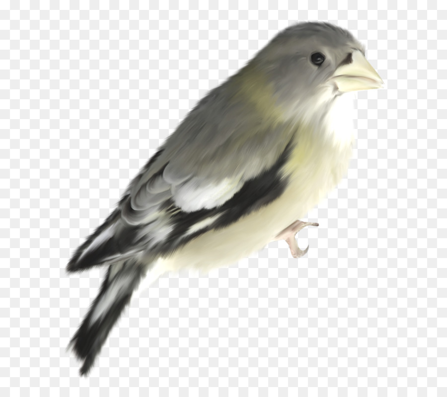 Burung，House Sparrow PNG