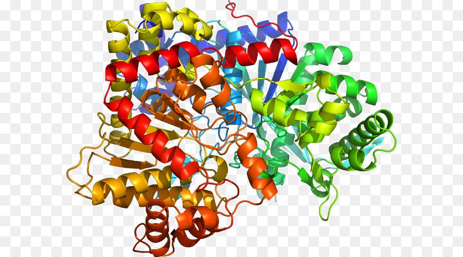 Struktur Protein，Molekul PNG