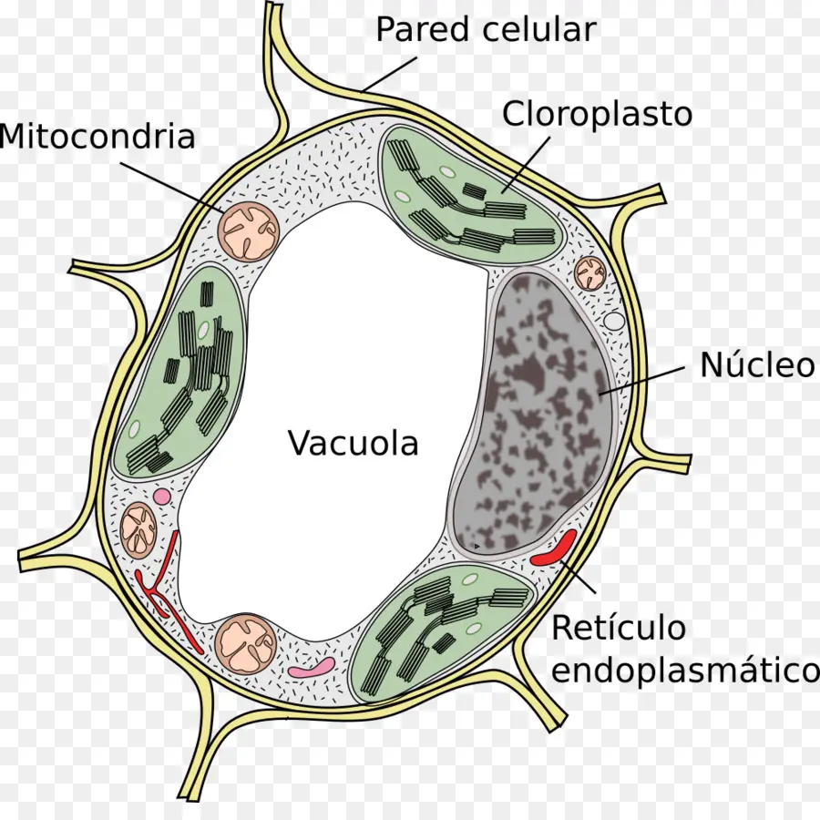 Sel Tumbuhan，Biologi PNG