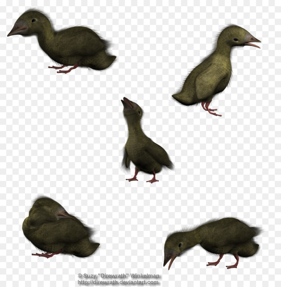 Bebek，3d Rendering PNG