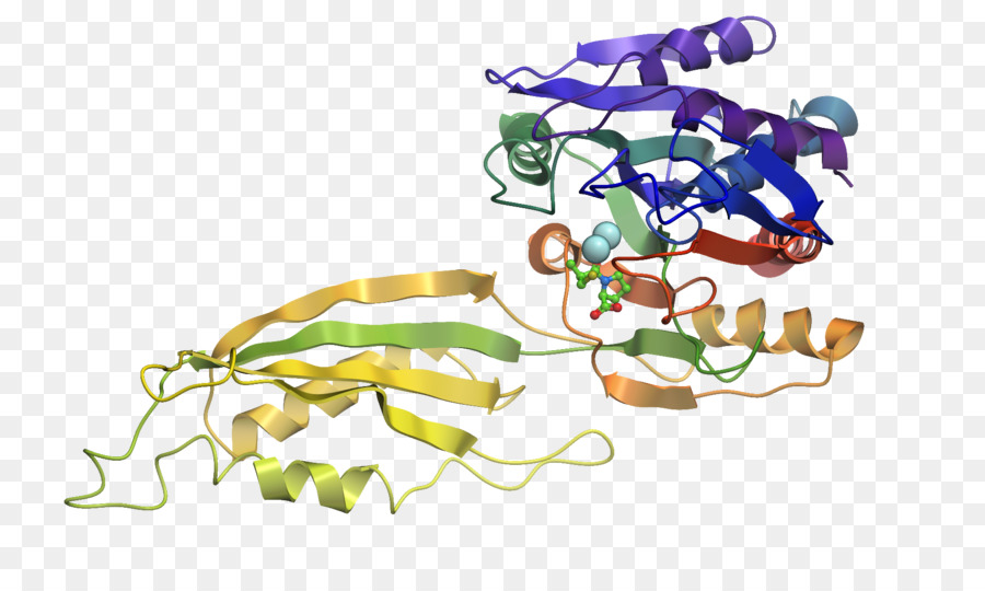 Struktur Protein，Molekul PNG