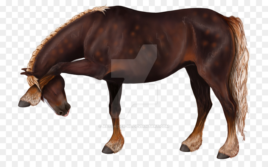 Kuda，Murni PNG