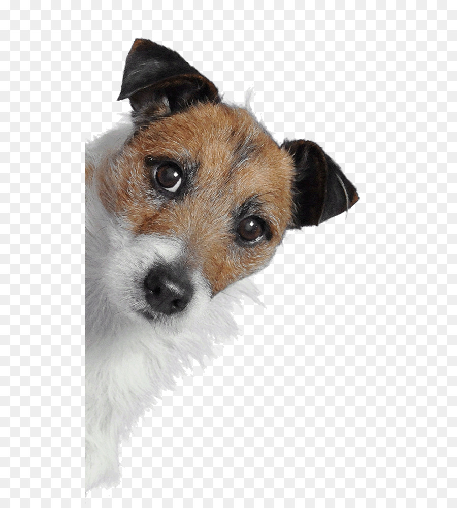 Jack Russell Terrier，Desain Web Responsif PNG