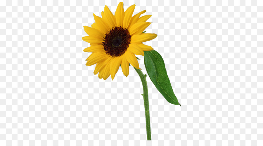 Umum Bunga Matahari Bunga Men Download Gambar Png