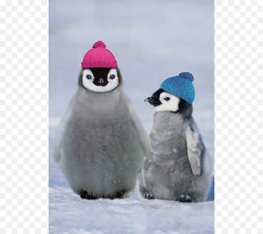 Penguin Dengan Topi，Imut Imut PNG