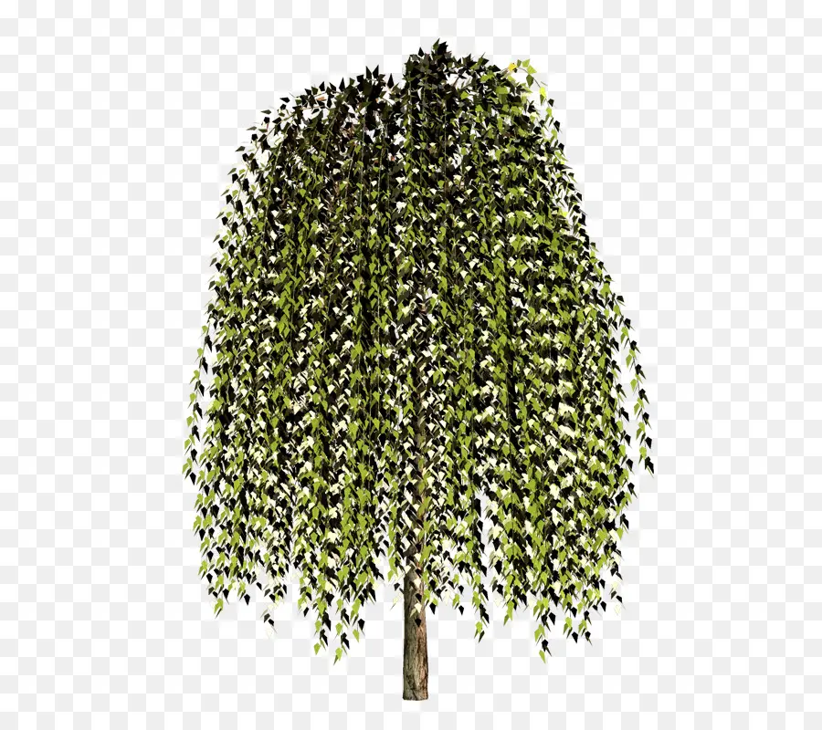 Pohon Willow Menangis，Daun Daun PNG