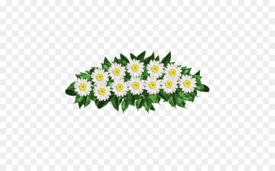 Daisy Umum，Krisan PNG