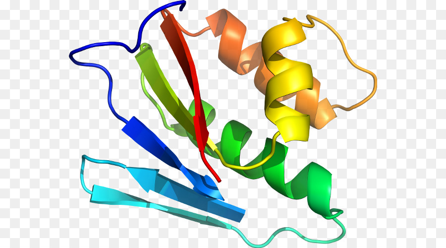 Struktur Protein，Molekul PNG