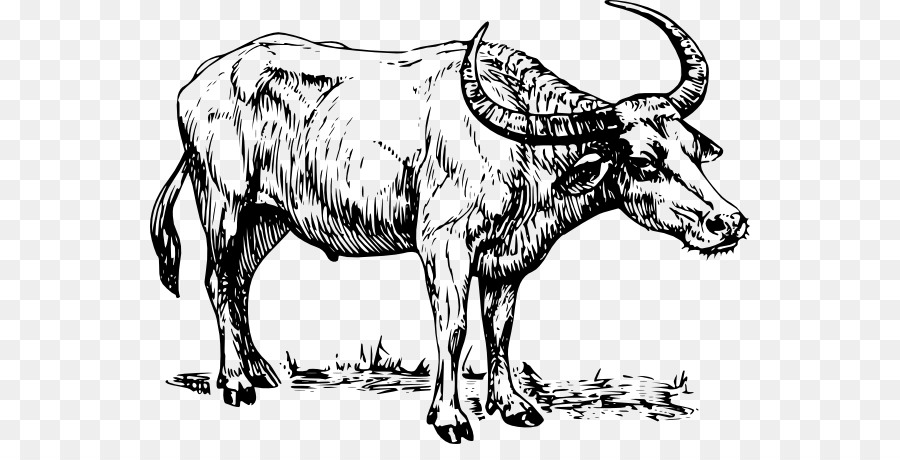 Banteng，Kerbau PNG