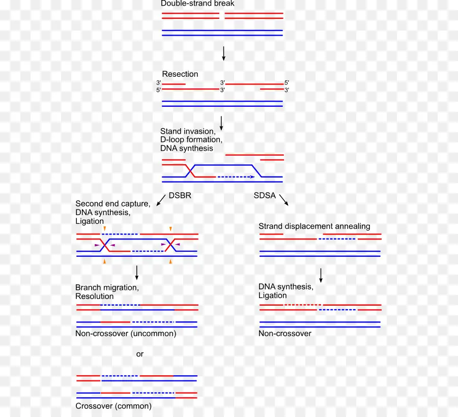 Jalur Perbaikan Dna，Putusnya Untaian Ganda PNG