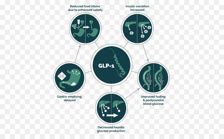 Glucagonlike Peptide1 Agonis Reseptor，Glucagonlike Peptide1 PNG