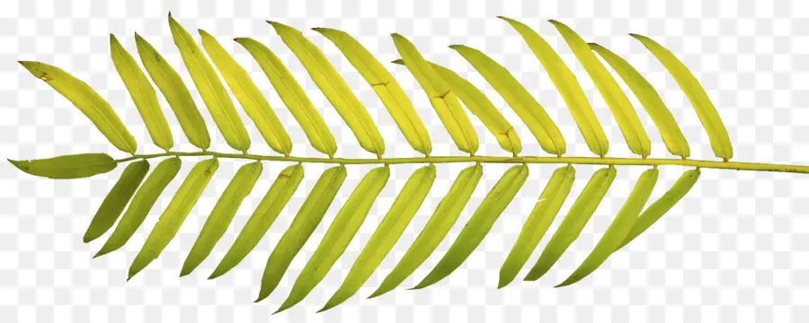 Arecaceae，Cabang Kelapa PNG