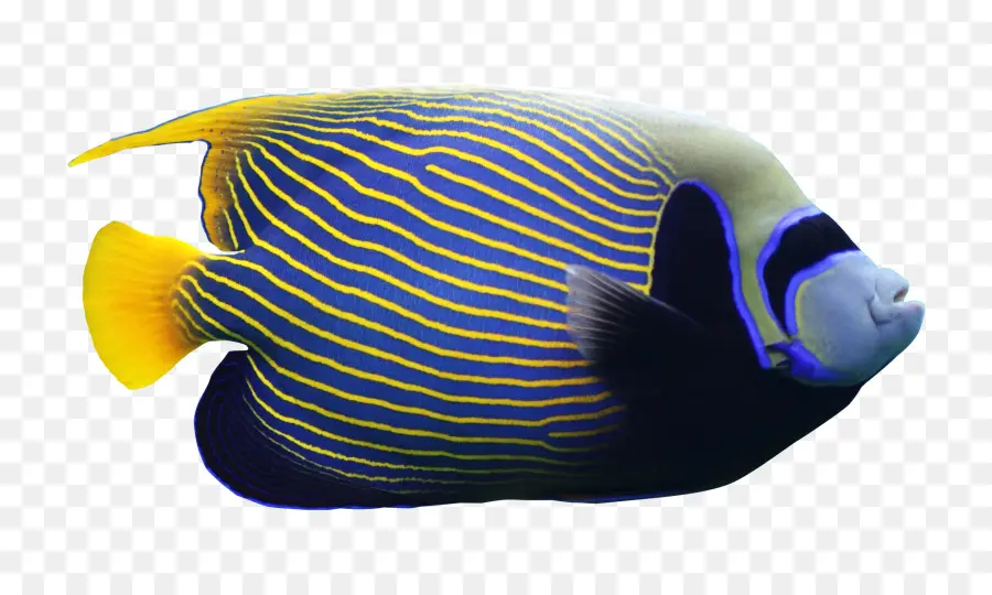 Ikan Biru，Akuatik PNG