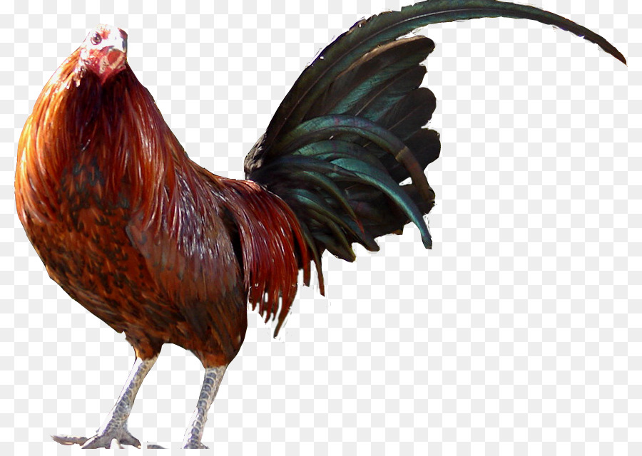 Ayam Jantan，Burung PNG