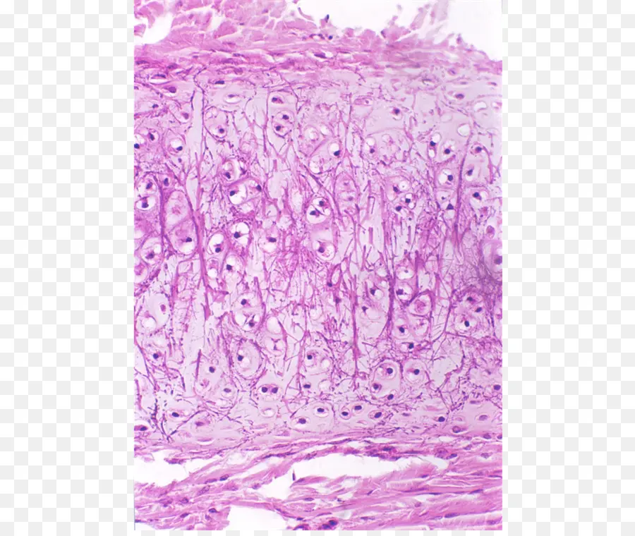 Slide Histologi，Sampel Jaringan PNG