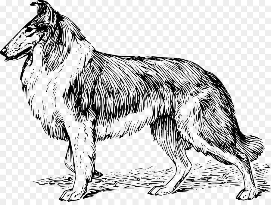 Collie Kasar，Border Collie PNG