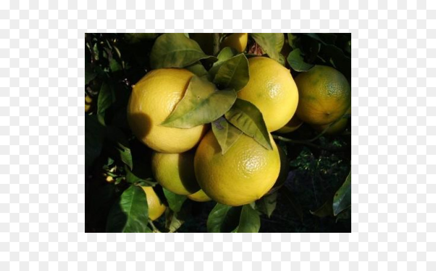 Lemon，Bergamot Orange PNG