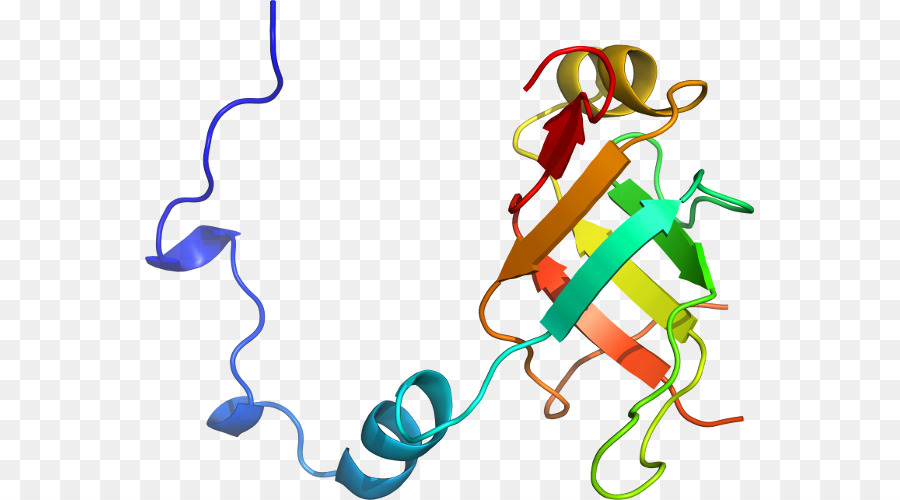 Struktur Protein，Molekul PNG